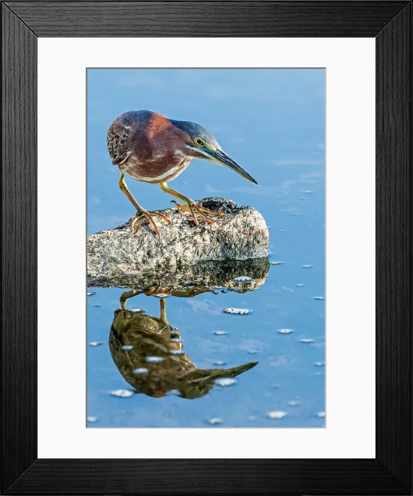 Framed Print : Green Heron (Butorides virescens) and reflection, Cayman Brac, Cayman Islands, British West Indies Framed Print : Green Heron (Butorides virescens) and reflection, Cayman Brac, Cayman Islands, British West Indies