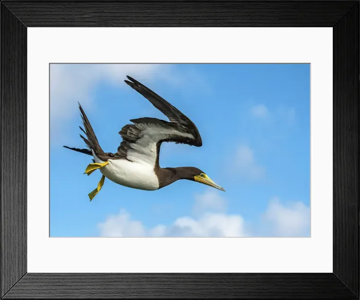 Framed Print : Brown Booby (Sula leucogaster) in flight, Cayman Brac, Cayman Islands, British West Indies Framed Print : Brown Booby (Sula leucogaster) in flight, Cayman Brac, Cayman Islands, British West Indies
