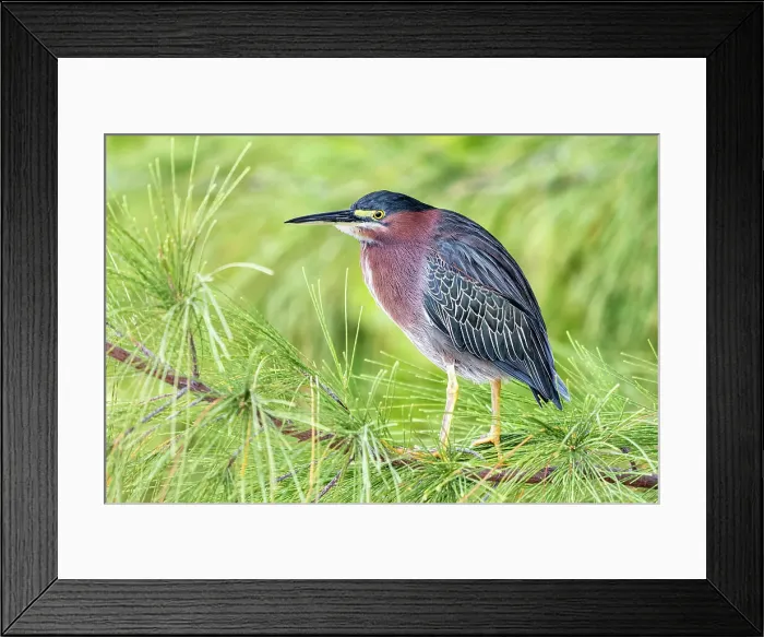 Framed Print : Green Heron (Butorides virescens), Cayman Brac, Cayman Islands, British West Indies Framed Print : Green Heron (Butorides virescens), Cayman Brac, Cayman Islands, British West Indies