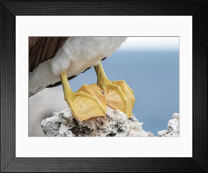 Framed Print : Brown Booby (Sula leucogaster) feet, Cayman Brac, Cayman Islands, British West Indies Framed Print : Brown Booby (Sula leucogaster) feet, Cayman Brac, Cayman Islands, British West Indies