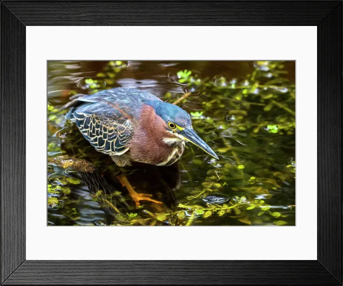 Framed Print : Green Heron (Butorides virescens), Grand Cayman, Cayman Islands, British West Indies Framed Print : Green Heron (Butorides virescens), Grand Cayman, Cayman Islands, British West Indies
