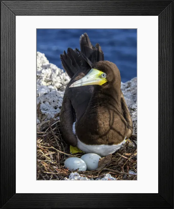Framed Print : Brown Booby (Sula leucogaster), Cayman Brac, Cayman Islands, British West Indies Framed Print : Brown Booby (Sula leucogaster), Cayman Brac, Cayman Islands, British West Indies