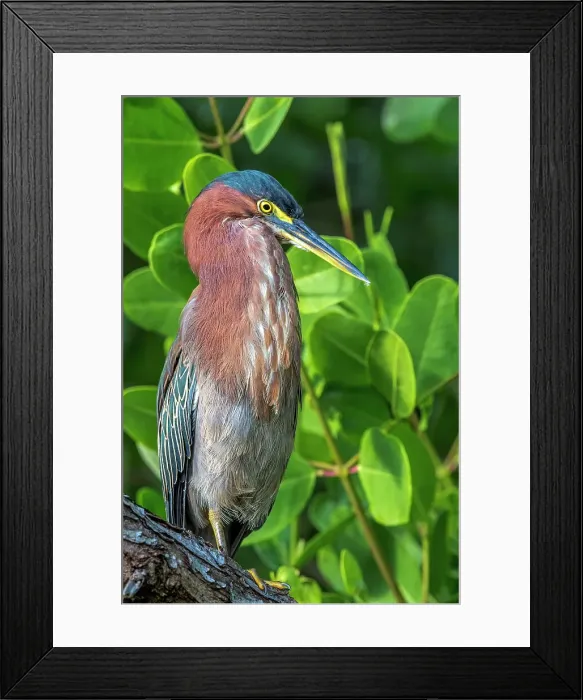Framed Print : Green Heron (Butorides virescens), Grand Cayman, Cayman Islands, British West Indies Framed Print : Green Heron (Butorides virescens), Grand Cayman, Cayman Islands, British West Indies