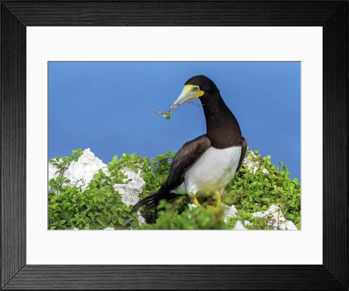 Framed Print : Brown Booby (Sula leucogaster), Cayman Brac, Cayman Islands, British West Indies Framed Print : Brown Booby (Sula leucogaster), Cayman Brac, Cayman Islands, British West Indies