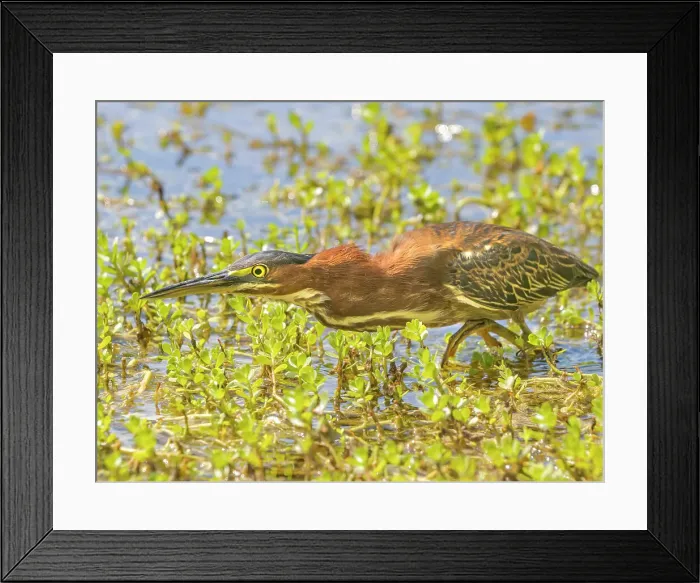 Framed Print : Green Heron (Butorides virescens), Grand Cayman, Cayman Islands, British West Indies Framed Print : Green Heron (Butorides virescens), Grand Cayman, Cayman Islands, British West Indies