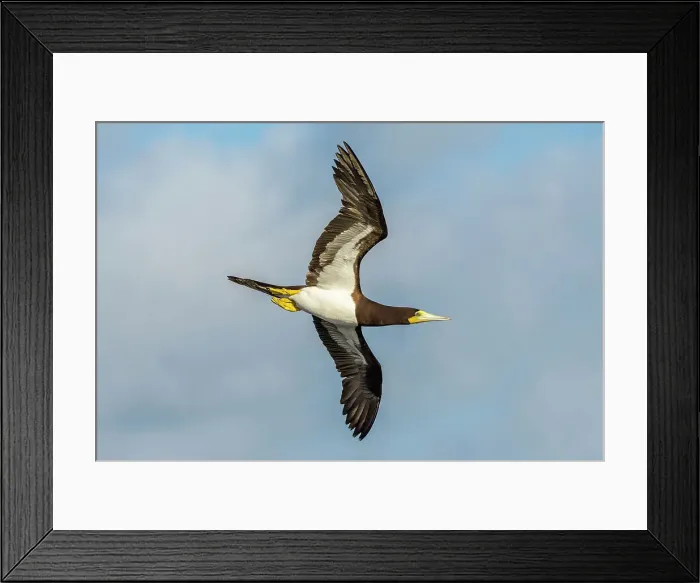 Framed Print : Brown Booby (Sula leucogaster) in flight, Cayman Brac, Cayman Islands, British West Indies Framed Print : Brown Booby (Sula leucogaster) in flight, Cayman Brac, Cayman Islands, British West Indies
