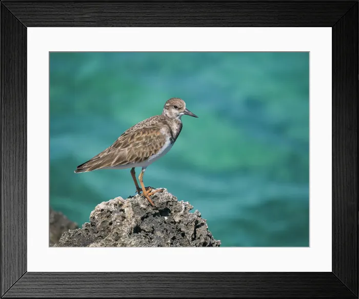 Framed Print : Ruddy Turnstone (Arenaria interpres), Grand Cayman, Cayman Islands, British West Indies Framed Print : Ruddy Turnstone (Arenaria interpres), Grand Cayman, Cayman Islands, British West Indies