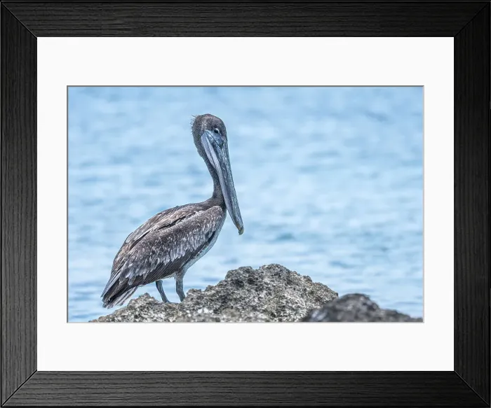 Framed Print : Juvenile Brown Pelican (Pelecanus occidentalis), Grand Cayman, Cayman Islands Framed Print : Juvenile Brown Pelican (Pelecanus occidentalis), Grand Cayman, Cayman Islands