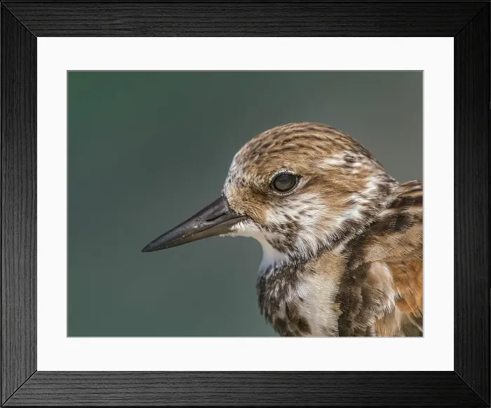 Framed Print : Ruddy Turnstone (Arenaria interpres), Grand Cayman, Cayman Islands, British West Indies Framed Print : Ruddy Turnstone (Arenaria interpres), Grand Cayman, Cayman Islands, British West Indies