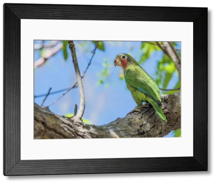 Framed Print : Cayman Brac Parrot (Amazona leucocephala hesterna) is a critically endangered species endemic to Cayman Brac, Cayman Islands, British West Indies Framed Print : Cayman Brac Parrot (Amazona leucocephala hesterna) is a critically endangered species endemic to Cayman Brac, Cayman Islands, British West Indies
