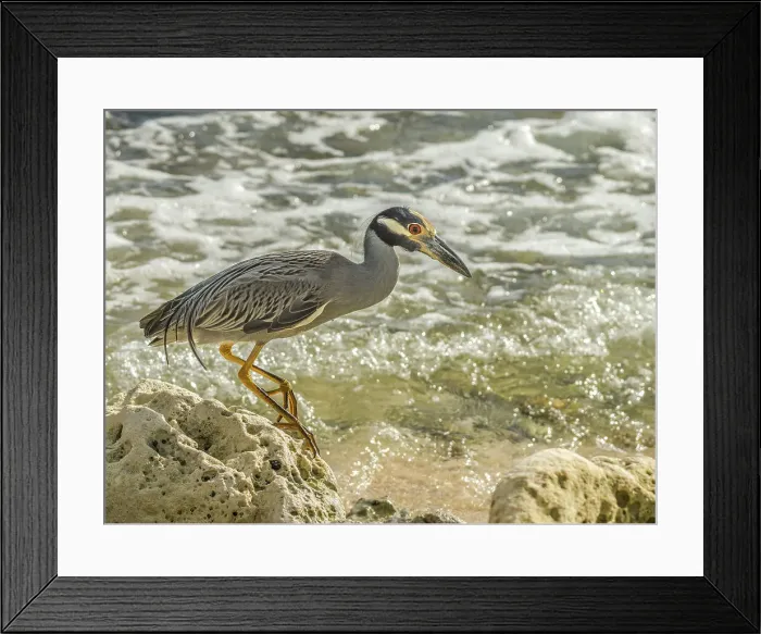 Framed Print : Yellow-crowned Night Heron (Nyctanassa violacea), Grand Cayman, Cayman Islands, British West Indies Framed Print : Yellow-crowned Night Heron (Nyctanassa violacea), Grand Cayman, Cayman Islands, British West Indies