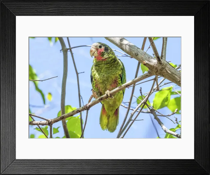 Framed Print : Cayman Brac Parrot (Amazona leucocephala hesterna) is a critically endangered species endemic to Cayman Brac, Cayman Islands, British West Indies Framed Print : Cayman Brac Parrot (Amazona leucocephala hesterna) is a critically endangered species endemic to Cayman Brac, Cayman Islands, British West Indies