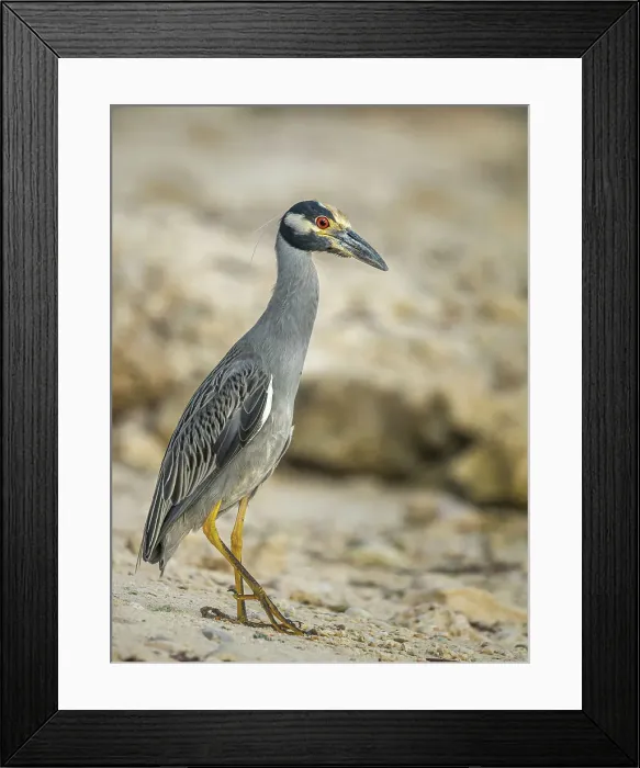 Framed Print : Yellow-crowned Night Heron (Nyctanassa violacea), Grand Cayman, Cayman Islands, British West Indies Framed Print : Yellow-crowned Night Heron (Nyctanassa violacea), Grand Cayman, Cayman Islands, British West Indies