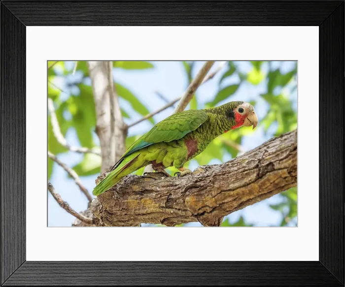 Framed Print : Cayman Brac Parrot (Amazona leucocephala hesterna) is a critically endangered species endemic to Cayman Brac, Cayman Islands, British West Indies