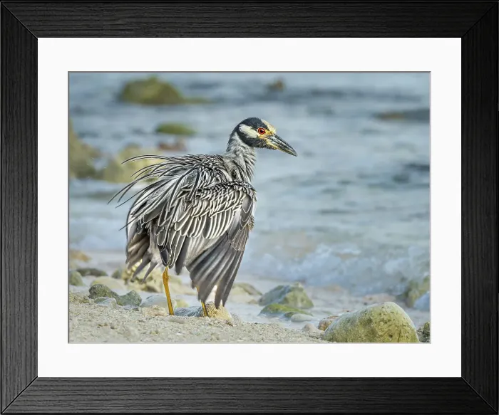 Framed Print : Yellow-crowned Night Heron (Nyctanassa violacea), Grand Cayman, Cayman Islands, British West Indies Framed Print : Yellow-crowned Night Heron (Nyctanassa violacea), Grand Cayman, Cayman Islands, British West Indies