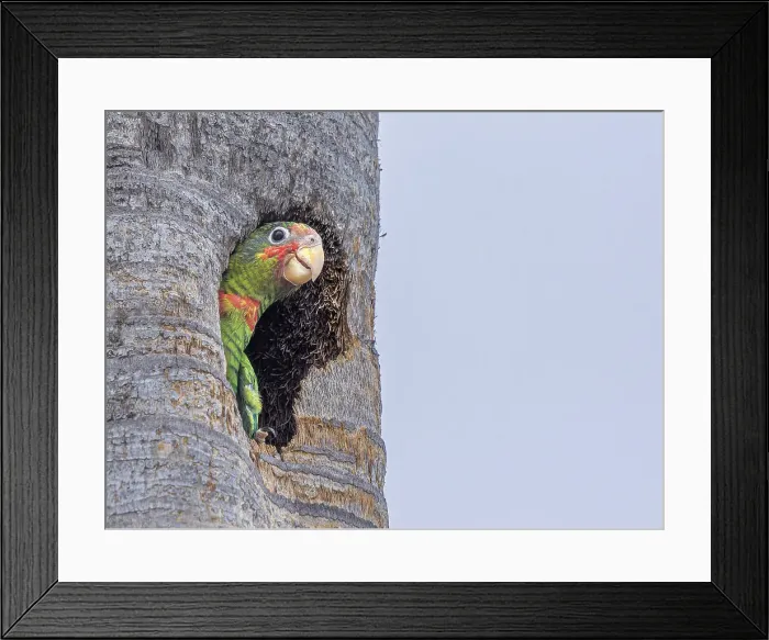 Framed Print : Cayman Parrot (Amazona leucocephala caymanensis) at the nest. This parrot is a critically endangered species endemic to Grand Cayman, Cayman Islands, British West Indies Framed Print : Cayman Parrot (Amazona leucocephala caymanensis) at the nest. This parrot is a critically endangered species endemic to Grand Cayman, Cayman Islands, British West Indies