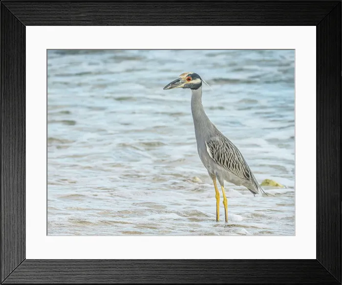 Framed Print : Yellow-crowned Night Heron (Nyctanassa violacea), Grand Cayman, Cayman Islands, British West Indies Framed Print : Yellow-crowned Night Heron (Nyctanassa violacea), Grand Cayman, Cayman Islands, British West Indies