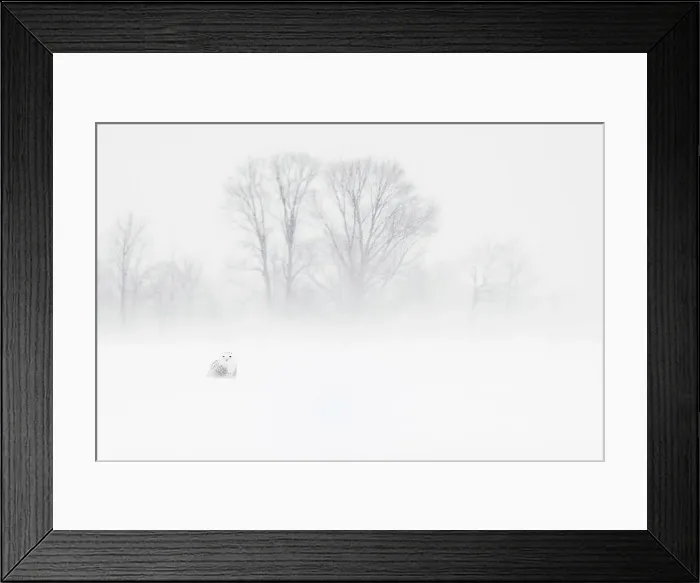 Framed Print : Snowy Owl (bubo scandiacus) in snow blizzard, Thornton, Ontario, Canada Framed Print : Snowy Owl (bubo scandiacus) in snow blizzard, Thornton, Ontario, Canada