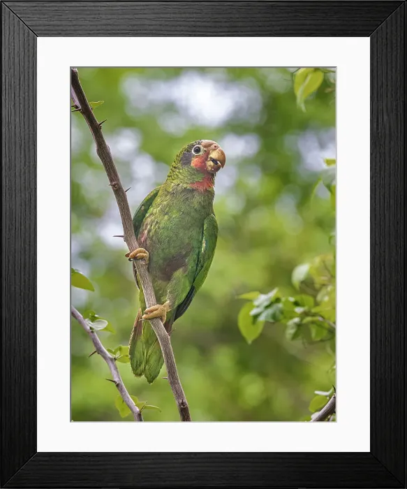 Framed Print : Cayman Parrot (Amazona leucocephala caymanensis) is a critically endangered species endemic to Grand Cayman, Cayman Islands, British West Indies Framed Print : Cayman Parrot (Amazona leucocephala caymanensis) is a critically endangered species endemic to Grand Cayman, Cayman Islands, British West Indies