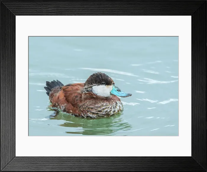 Framed Print : Ruddy Duck (Oxyura jamaicensis) drake, Humber Bay Park on Lake Ontario, Toronto, Ontario, Canada Framed Print : Ruddy Duck (Oxyura jamaicensis) drake, Humber Bay Park on Lake Ontario, Toronto, Ontario, Canada