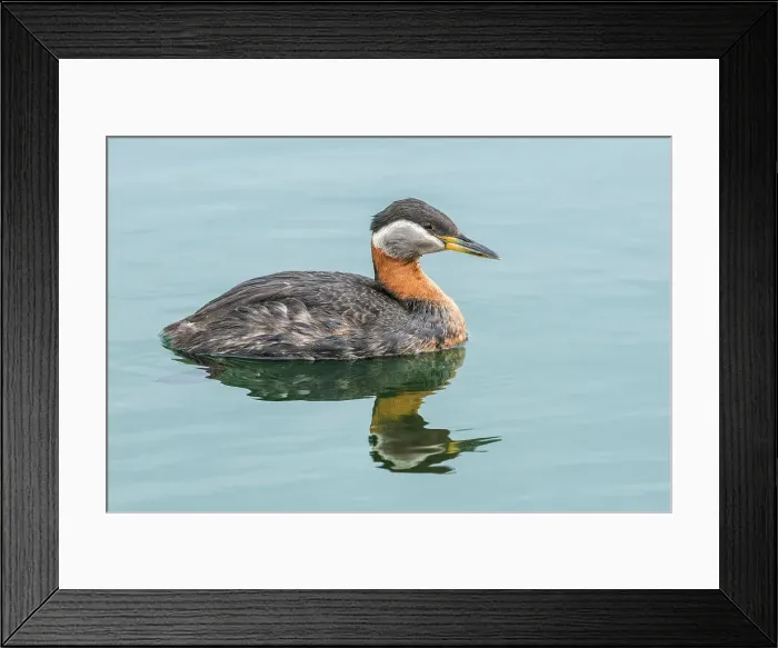 Framed Print : Red-necked Grebe (Podiceps grisegena) on Lake Ontario, Torotno, Ontario, Canada Framed Print : Red-necked Grebe (Podiceps grisegena) on Lake Ontario, Torotno, Ontario, Canada