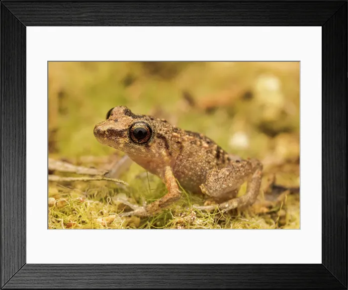 Framed Print : Greenhouse Frog (Eleutherodactylus planirostris), Grand Cayman, British West Indies