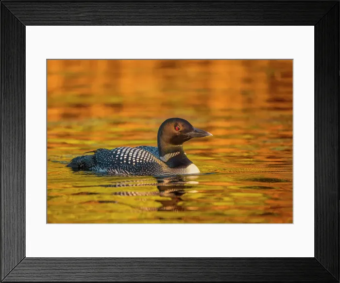 Framed Print : Common Loon (Gavia immer) and autumn reflections, Muskoka, Ontario, Canada Framed Print : Common Loon (Gavia immer) and autumn reflections, Muskoka, Ontario, Canada