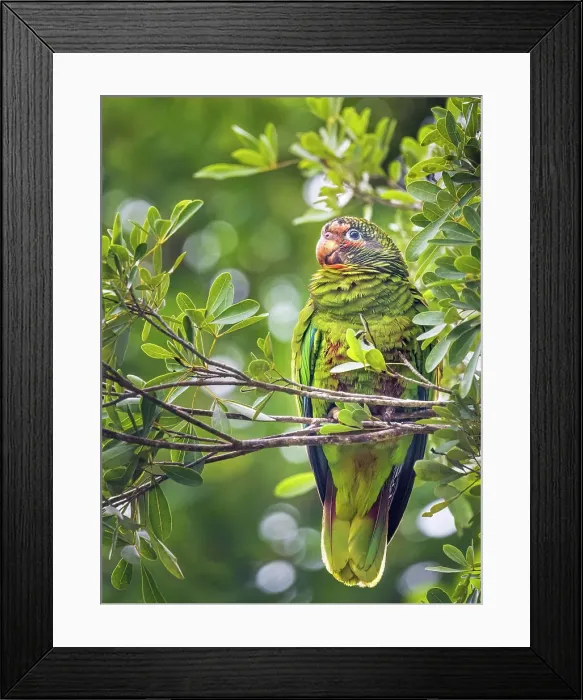 Framed Print : Cayman Parrot (Amazona leucocephala caymanensis) is a critically endangered species endemic to Grand Cayman, Cayman Islands, British West Indies Framed Print : Cayman Parrot (Amazona leucocephala caymanensis) is a critically endangered species endemic to Grand Cayman, Cayman Islands, British West Indies