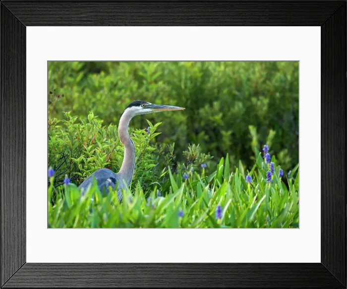 Framed Print : Great Blue Heron (Ardea herodias), Muskoka, Ontario, Canada Framed Print : Great Blue Heron (Ardea herodias), Muskoka, Ontario, Canada