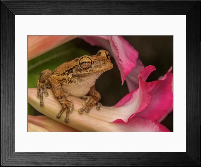 Framed Print : Cuban Tree Frog (Osteopilus septentrionalis), Grand Cayman, Cayman Islands, British West Indies Framed Print : Cuban Tree Frog (Osteopilus septentrionalis), Grand Cayman, Cayman Islands, British West Indies