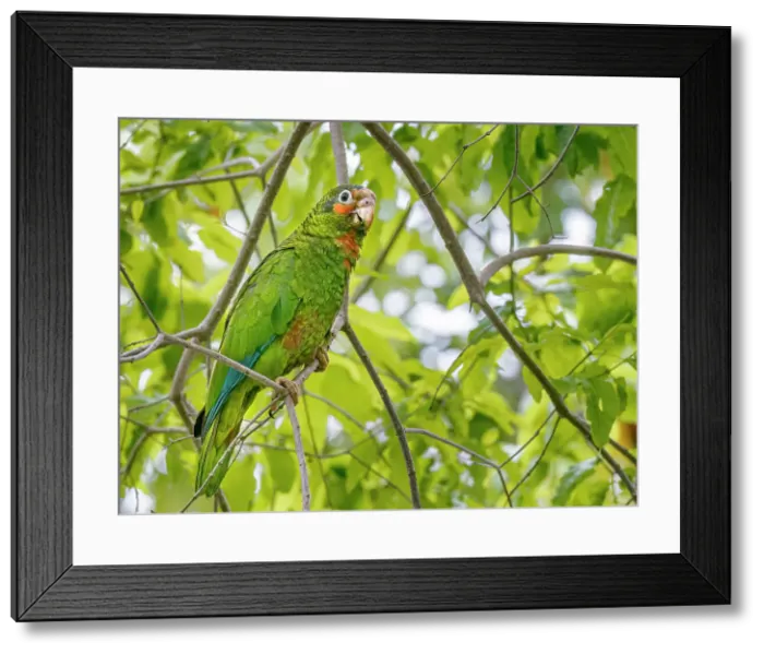 Framed Print : Cayman Parrot (Amazona leucocephala caymanensis) is a critically endangered species endemic to Grand Cayman, Cayman Islands, British West Indies Framed Print : Cayman Parrot (Amazona leucocephala caymanensis) is a critically endangered species endemic to Grand Cayman, Cayman Islands, British West Indies