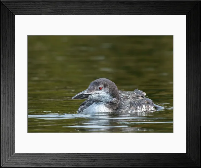 Framed Print : Common Loon (Gavia immer) juvenile on Horseshoe Lake, Muskoka, Ontario, Canada Framed Print : Common Loon (Gavia immer) juvenile on Horseshoe Lake, Muskoka, Ontario, Canada