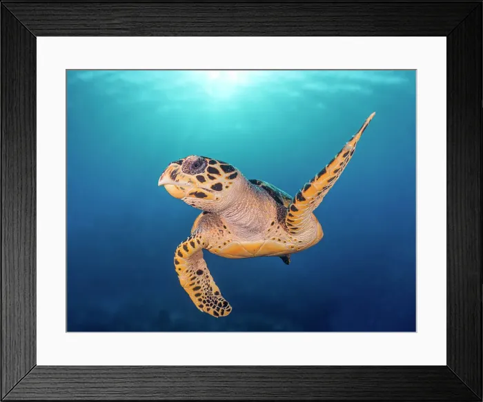 Framed Print : Hawksbill Turtle (Eretmochelys imbricata), Grand Cayman, Cayman Islands, British West Indies Framed Print : Hawksbill Turtle (Eretmochelys imbricata), Grand Cayman, Cayman Islands, British West Indies