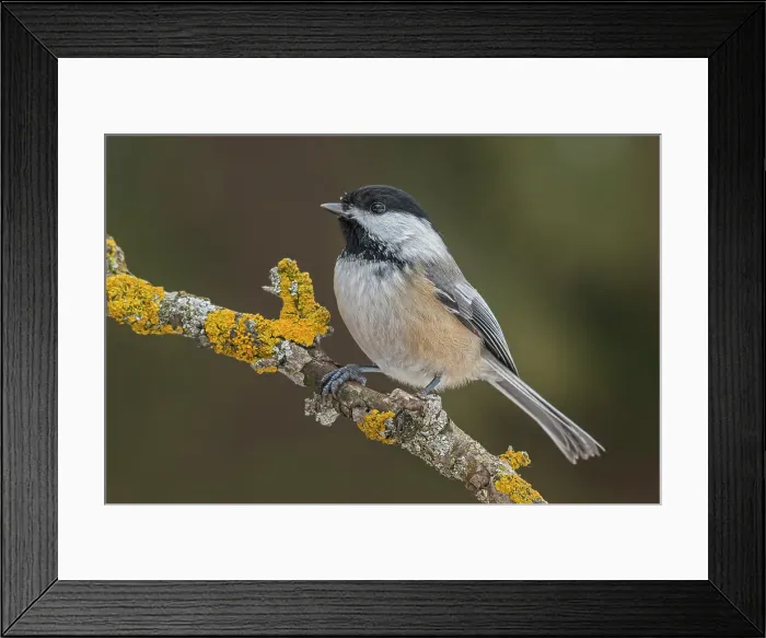 Framed Print : Black-capped Chickadee (Poecile atricapillus), Thornton, Ontario, Canada Framed Print : Black-capped Chickadee (Poecile atricapillus), Thornton, Ontario, Canada
