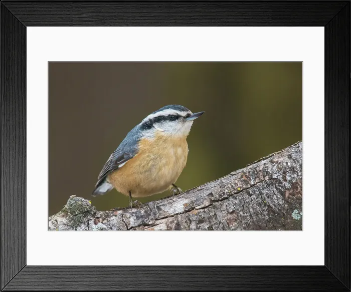 Framed Print : Red-breasted Nuthatch (Sitta canadensis), Ontario, Canada
