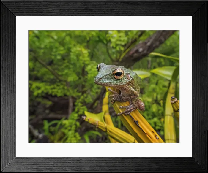 Framed Print : Cuban Tree Frog (Osteopilus septentrionalis), Grand Cayman, Cayman Islands, British West Indies Framed Print : Cuban Tree Frog (Osteopilus septentrionalis), Grand Cayman, Cayman Islands, British West Indies
