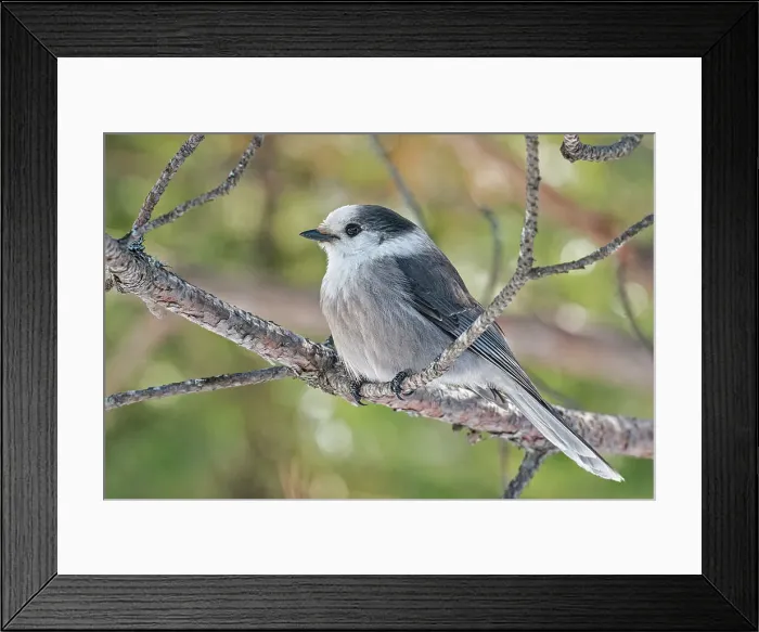 Framed Print : Canada Jay (Perisoreus canadensis), Algonquin Provincial Park, Ontario, Canada