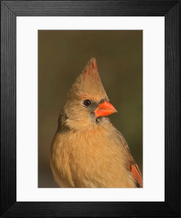 Framed Print : Northern Cardinal (Cardinalis cardinalis) - female, Thornton, Ontario, Canada Framed Print : Northern Cardinal (Cardinalis cardinalis) - female, Thornton, Ontario, Canada