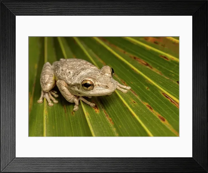 Framed Print : Cuban Tree Frog (Osteopilus septentrionalis), Grand Cayman, Cayman Islands, British West Indies Framed Print : Cuban Tree Frog (Osteopilus septentrionalis), Grand Cayman, Cayman Islands, British West Indies