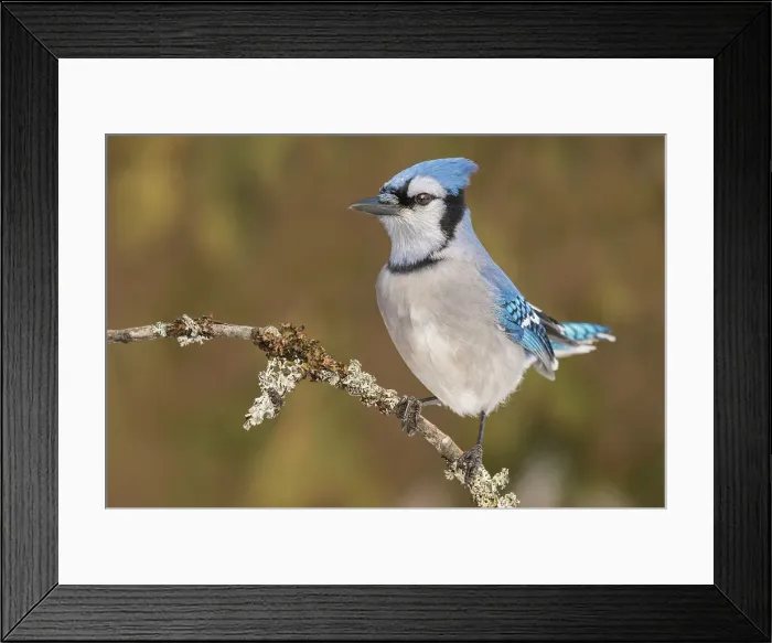 Framed Print : Blue Jay (Cyanocitta cristata) in winter near Thornton, Ontario, Canada Framed Print : Blue Jay (Cyanocitta cristata) in winter near Thornton, Ontario, Canada