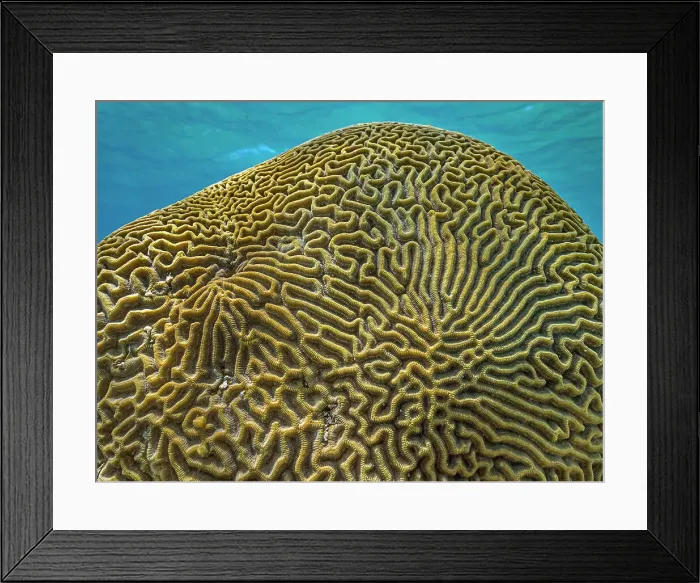 Framed Print : Symmetrical Brain Coral (Pseudodiploria strigosa), Grand Cayman, Cayman Islands, British West Indies Framed Print : Symmetrical Brain Coral (Pseudodiploria strigosa), Grand Cayman, Cayman Islands, British West Indies