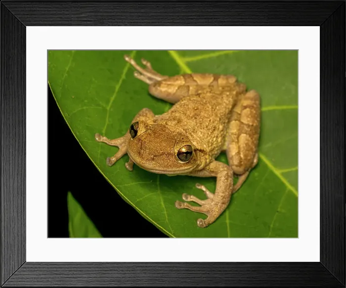Framed Print : Cuban Tree Frog (Osteopilus septentrionalis), Grand Cayman, Cayman Islands, British West Indies Framed Print : Cuban Tree Frog (Osteopilus septentrionalis), Grand Cayman, Cayman Islands, British West Indies