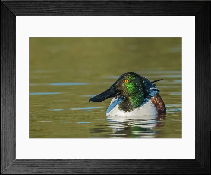 Framed Print : Northern Shoveler (Spatula clypeata) drake, Toronto, Ontario, Canada Framed Print : Northern Shoveler (Spatula clypeata) drake, Toronto, Ontario, Canada