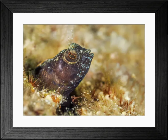 Framed Print : Sailfin Blenny (Emblemaria pandionis), Grand Cayman, Cayman Islands, British West Indies Framed Print : Sailfin Blenny (Emblemaria pandionis), Grand Cayman, Cayman Islands, British West Indies