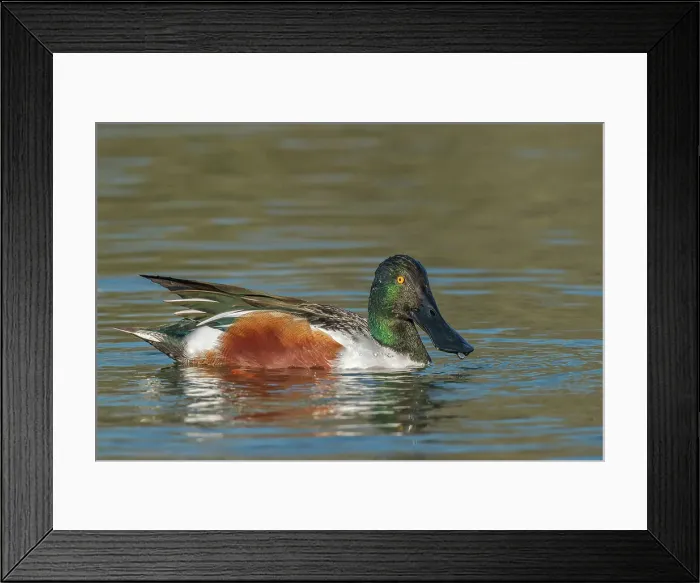 Framed Print : Northern Shoveler (Spatula clypeata) drake, Toronto, Ontario, Canada Framed Print : Northern Shoveler (Spatula clypeata) drake, Toronto, Ontario, Canada