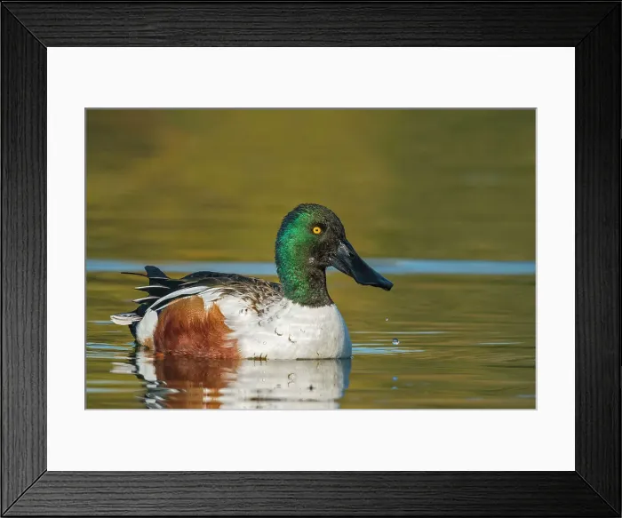 Framed Print : Northern Shoveler (Spatula clypeata) drake, Toronto, Ontario, Canada Framed Print : Northern Shoveler (Spatula clypeata) drake, Toronto, Ontario, Canada