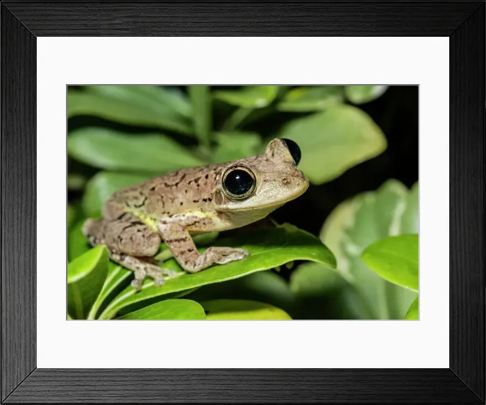 Framed Print : Cuban Tree Frog (Osteopilus septentrionalis), Cayman Brac, Cayman Islands, British West Indies Framed Print : Cuban Tree Frog (Osteopilus septentrionalis), Cayman Brac, Cayman Islands, British West Indies