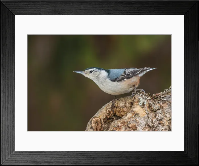 Framed Print : White-breasted Nuthatch (Sitta carolinensis), Ontario, Canada Framed Print : White-breasted Nuthatch (Sitta carolinensis), Ontario, Canada