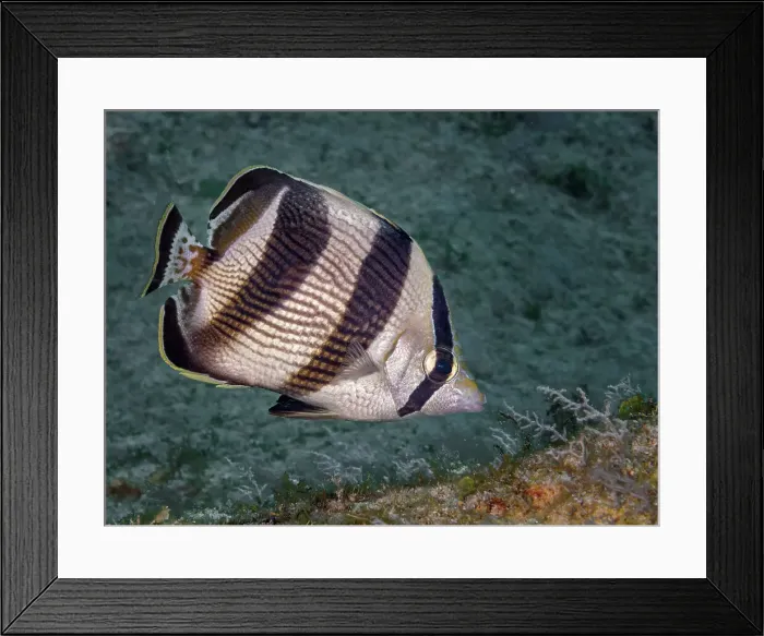 Framed Print : Banded Butterflyfish (Chaetodon striatus), Grand Cayman, Cayman Islands, British West Indies Framed Print : Banded Butterflyfish (Chaetodon striatus), Grand Cayman, Cayman Islands, British West Indies