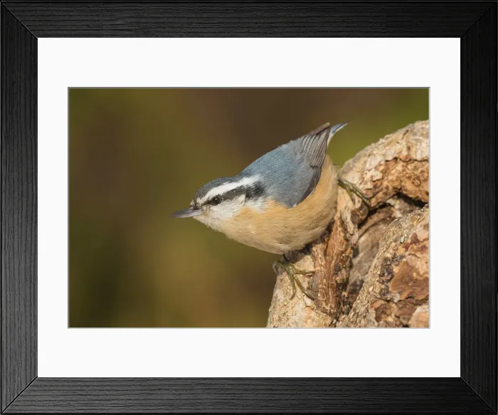 Framed Print : Red-breasted Nuthatch (Sitta canadensis), Ontario, Canada